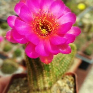 Chamaecereus hybrid Lincoln Prize