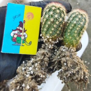 Echinocereus pectinatus ssp. rutowiorum (Cumbres de Majalca, Chih, Mex) -1