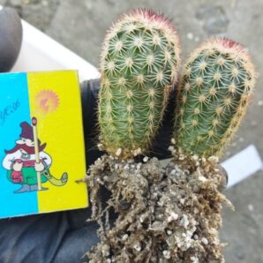 Echinocereus pectinatus ssp. rutowiorum (Cumbres de Majalca, Chih, Mex) -2