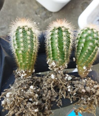 Echinocereus reichenbachii v. oklahomensis HK1844 Koehres