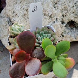 Набір сукулентів (Echeveria) №2