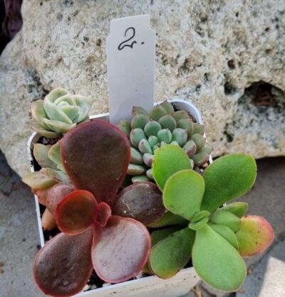 Набір сукулентів (Echeveria) №2