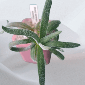 Crassula nudicaulis (hirta) - 2 разом - 60 грн