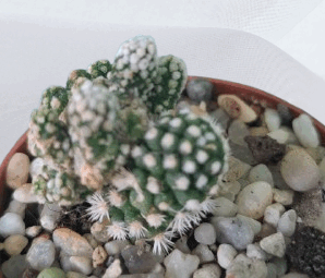 Mammillaria gracilis ‘Arizona Snowcup’. 80 грн