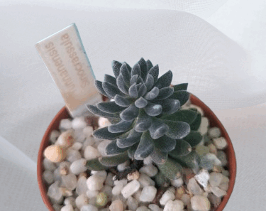 Sinocrassula yunnanensis. 45 грн