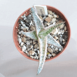 Aloe hybrid - 2 різні