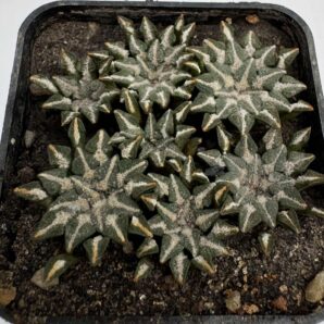 MG.30.8. Ariocarpus kotschoubeyanus v. albiflorus