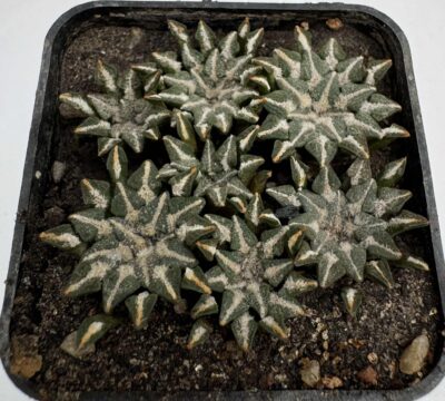 MG.30.8. Ariocarpus kotschoubeyanus v. albiflorus