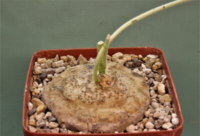 dorstenia-benguellensis-tanzania-njombe-prov.-2