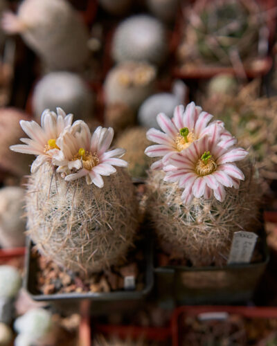 Echinomastus mariposensis SB412 (Tex. (West of Brewster County) - Зображення 2