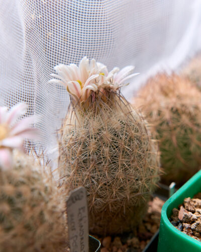 Echinomastus mariposensis SB412 (Tex. (West of Brewster County) - Зображення 3