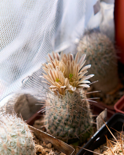 Echinomastus mariposensis PP399 (1) (Mex.Coahuila(Cuatrocienegas) горщик 5см-690 - Зображення 3