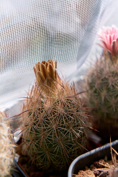 Echinomastus durangensis SB 1089 (Mex.Durango (Pedricena) - Зображення 2