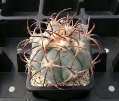 Echinocactus horizonthalonius ( Rancho La Flor Dur) VZD 269 - Зображення 2