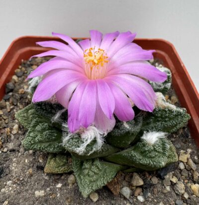 Ariocarpus fissuratus v. hintonii, El Herrero, SLP - Зображення 2