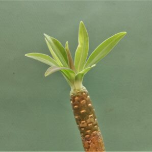 euphorbia-atropurpurea
