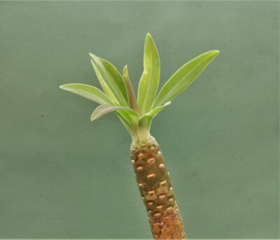 euphorbia-atropurpurea