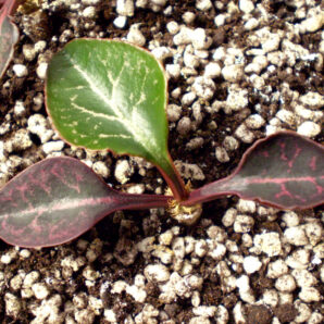 Euphorbia francoisii №1