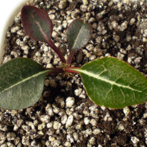 Euphorbia francoisii №10
