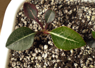 Euphorbia francoisii №10