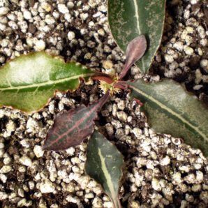 Euphorbia francoisii №11