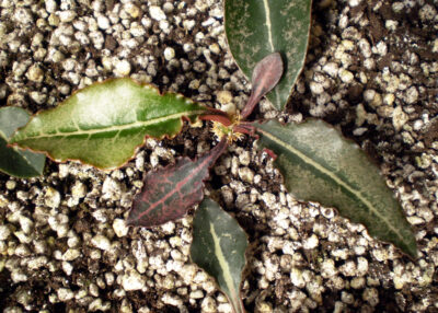 Euphorbia francoisii №11