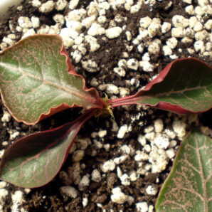 Euphorbia francoisii №12