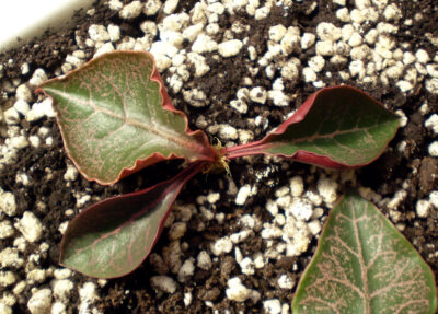 Euphorbia francoisii №12
