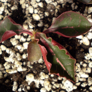 Euphorbia francoisii №13