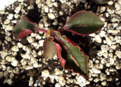 Euphorbia francoisii №13