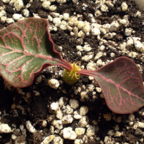 Euphorbia francoisii №14