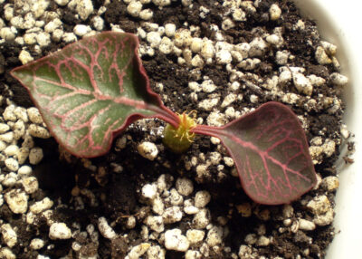 Euphorbia francoisii №14