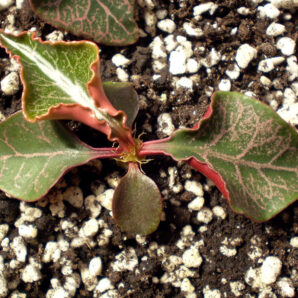 Euphorbia francoisii №15