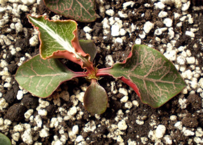 Euphorbia francoisii №15