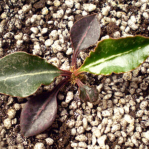Euphorbia francoisii №2