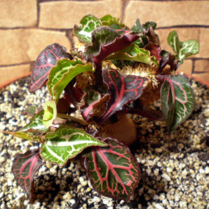 Euphorbia francoisii №4
