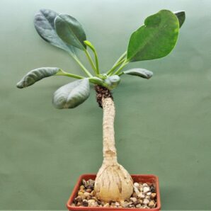 euphorbia-ramena.-madagascar.