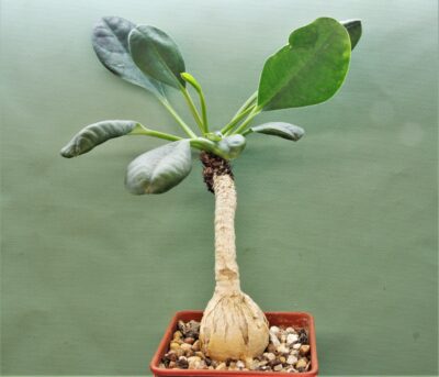 euphorbia-ramena.-madagascar.