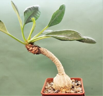 euphorbia-ramena.-madagascar. - Зображення 2