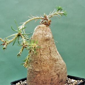 euphorbia-trichadenia-rsa.