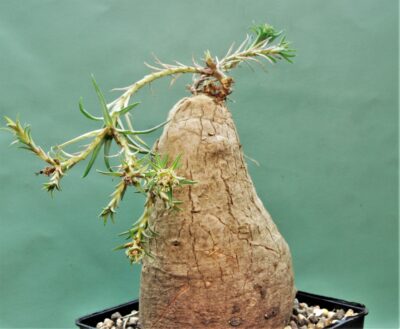 euphorbia-trichadenia-rsa.