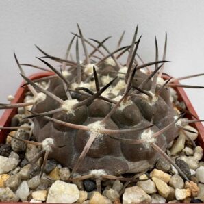 MG.479.7. Gymnocalycium piltziorum P38