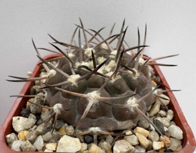 MG.479.7. Gymnocalycium piltziorum P38