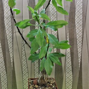 fouguieria-formosa.