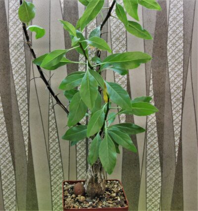 fouguieria-formosa.