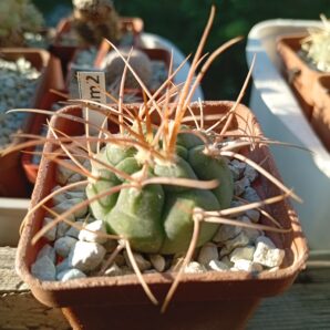 GYMNOCALYCIUM guachinense v. mirandense LF 16 A