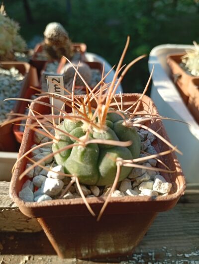 GYMNOCALYCIUM guachinense v. mirandense LF 16 A