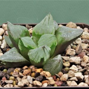 haworthia-ice-city.
