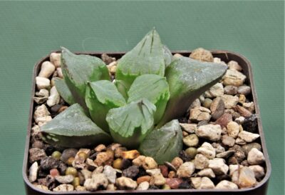 haworthia-ice-city.
