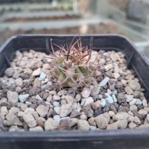 Eriosyce aurata, Valle de Elqui | 38